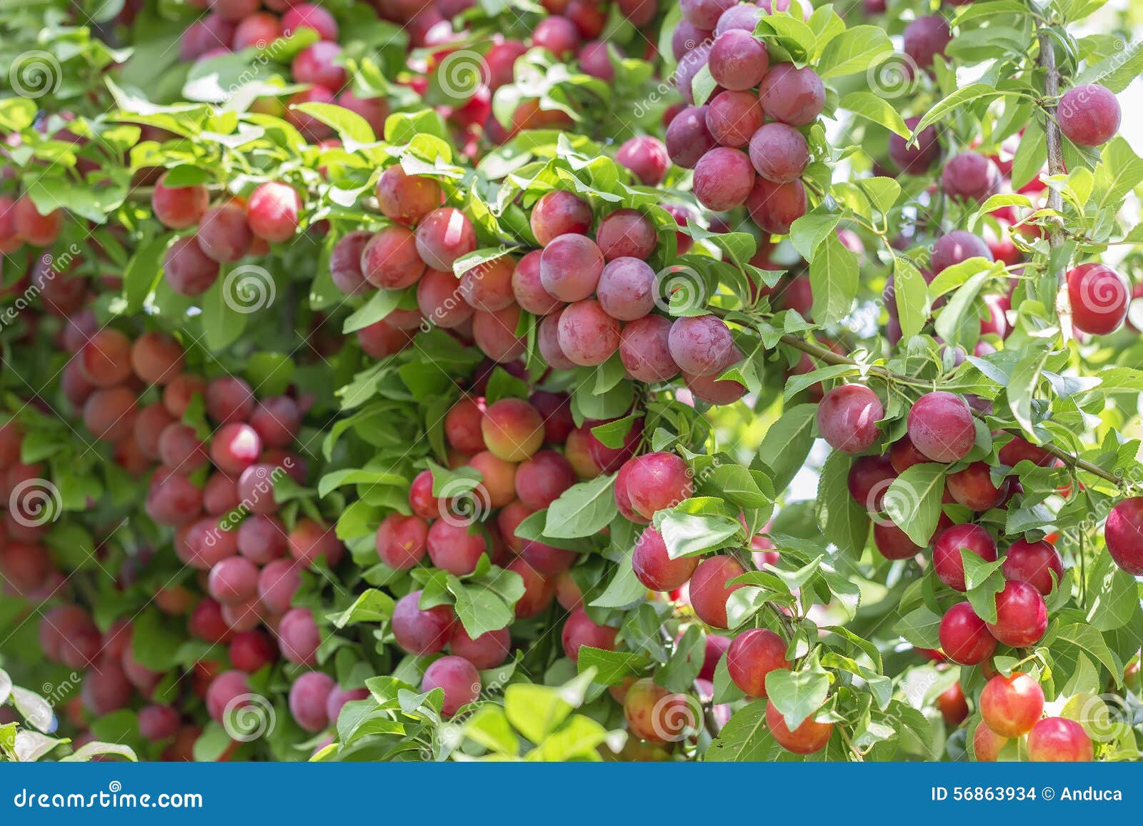 Wax cherries stock photo. Image of growing, plum, matures 56863934