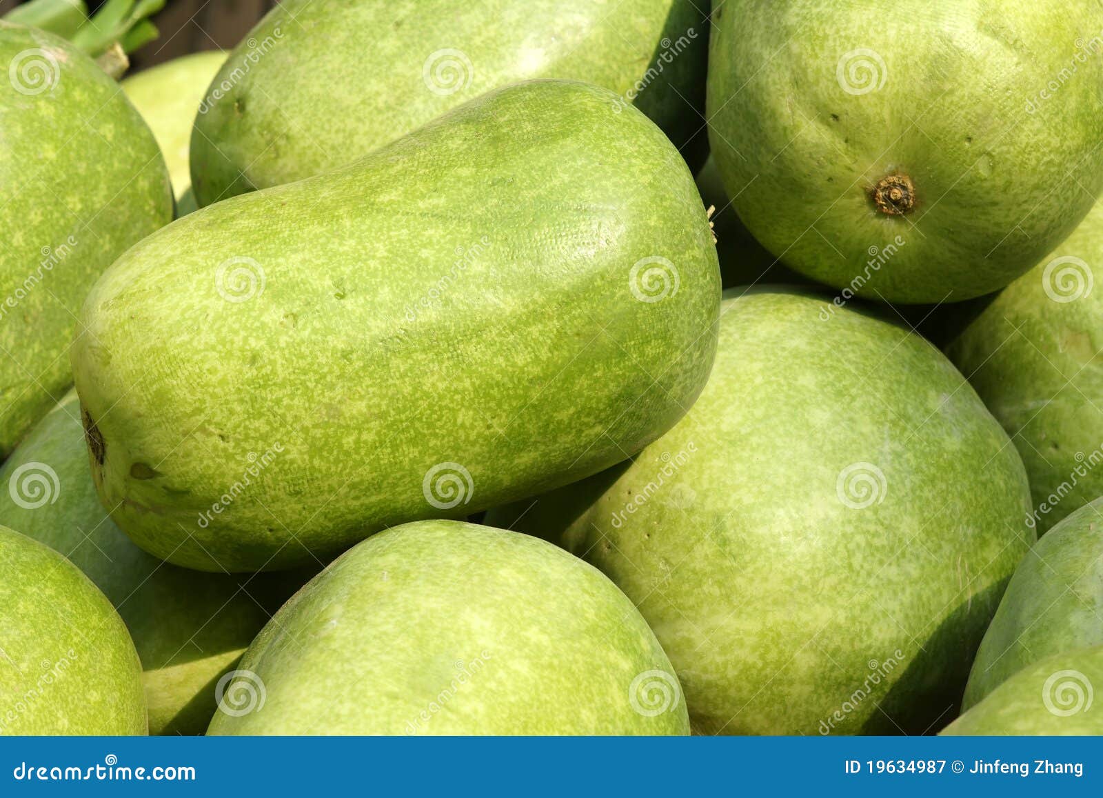 Wax gourd stock image. Image of chinese, greenstuff, closeup 19634987