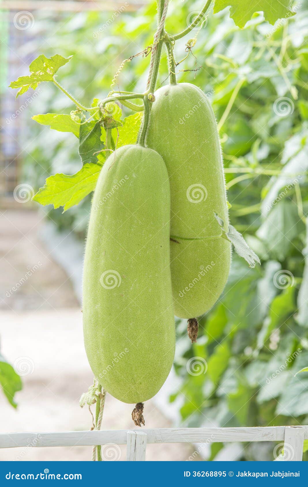 Wax gourd in a garden stock image. Image of gourd, green 36268895