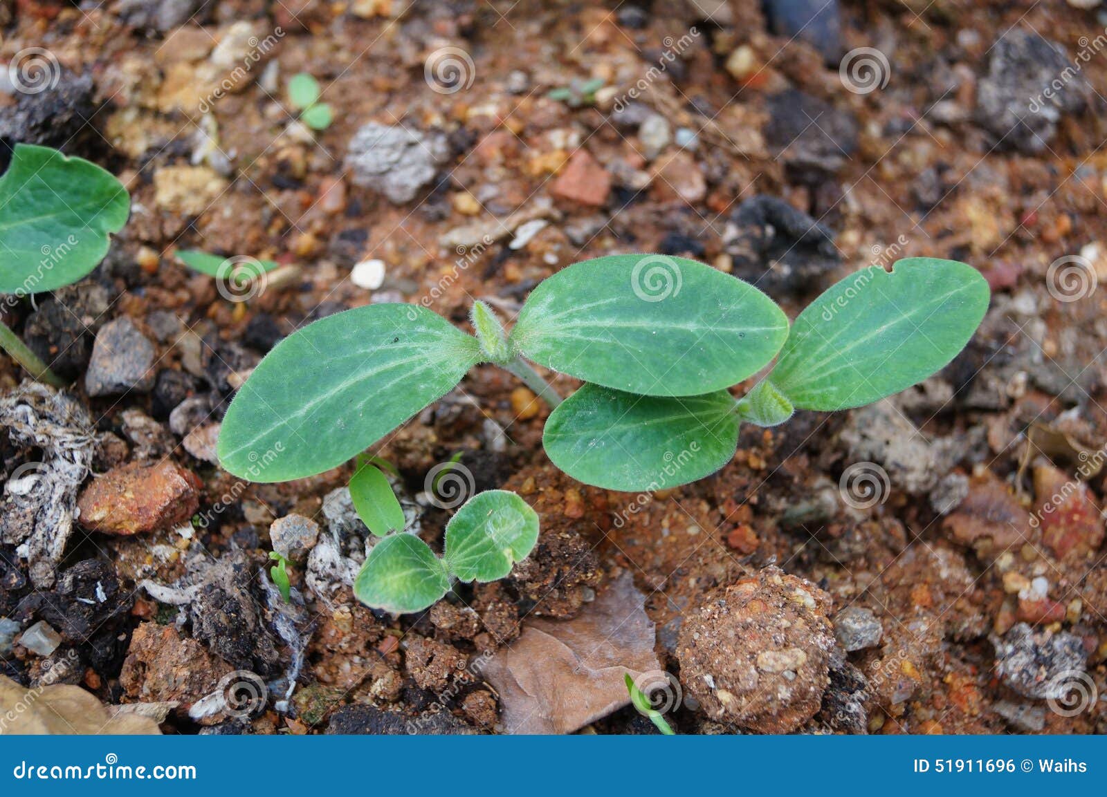 Wax gourd seedlings stock photo. Image of background 51911696