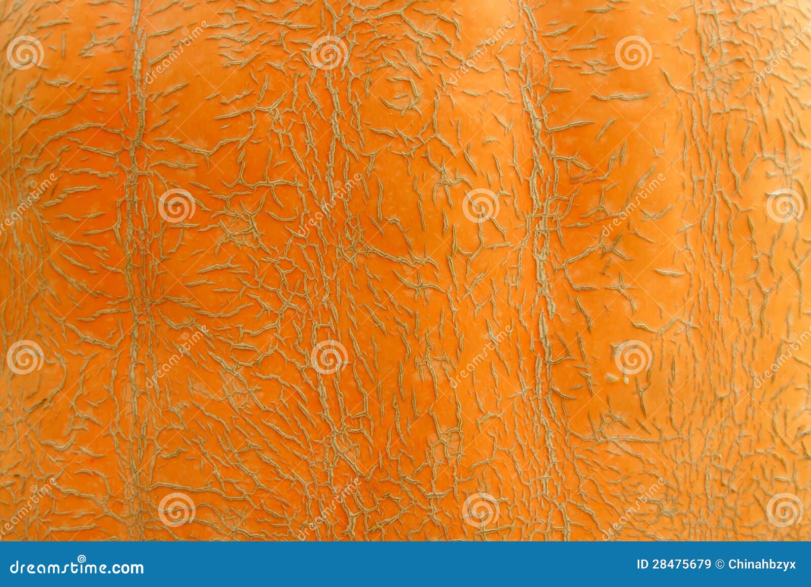 Wax gourd skin texture stock image. Image of fruits, still 28475679