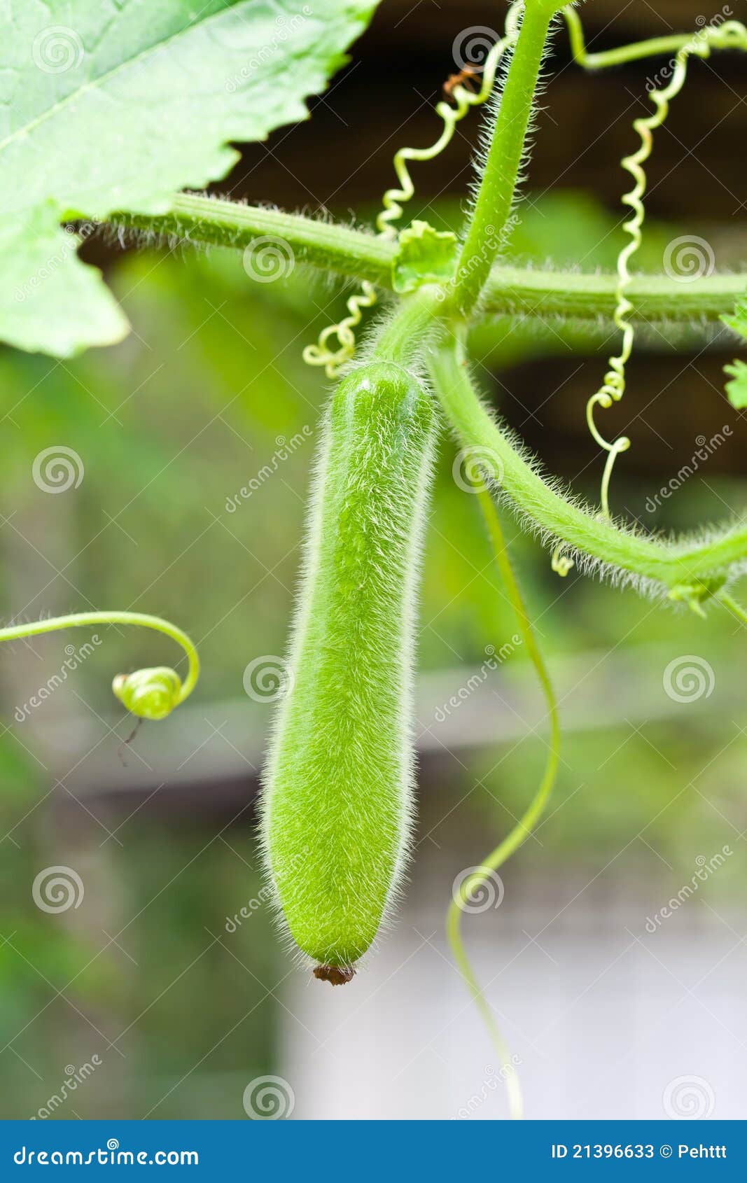 Wax gourd on the tree stock image. Image of edible, summer 21396633
