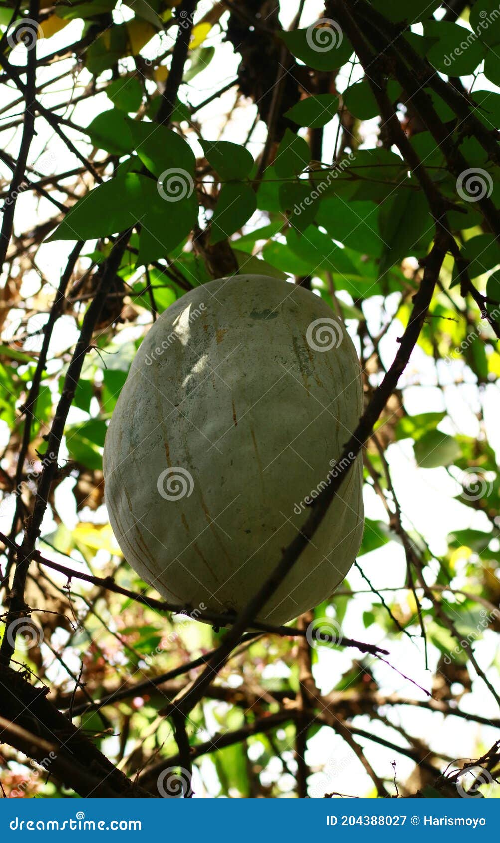 Wax gourd stock image. Image of winter, baligo, food 204388027