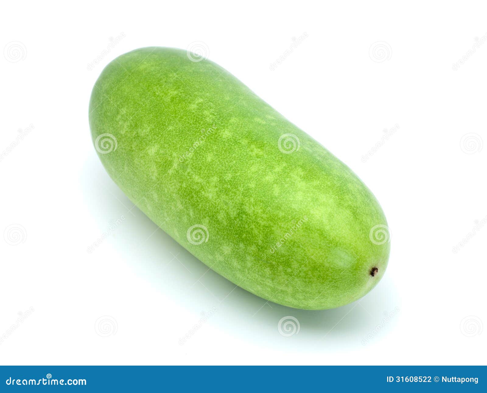 Wax gourd stock photo. Image of chalkumra, life, garden 31608522