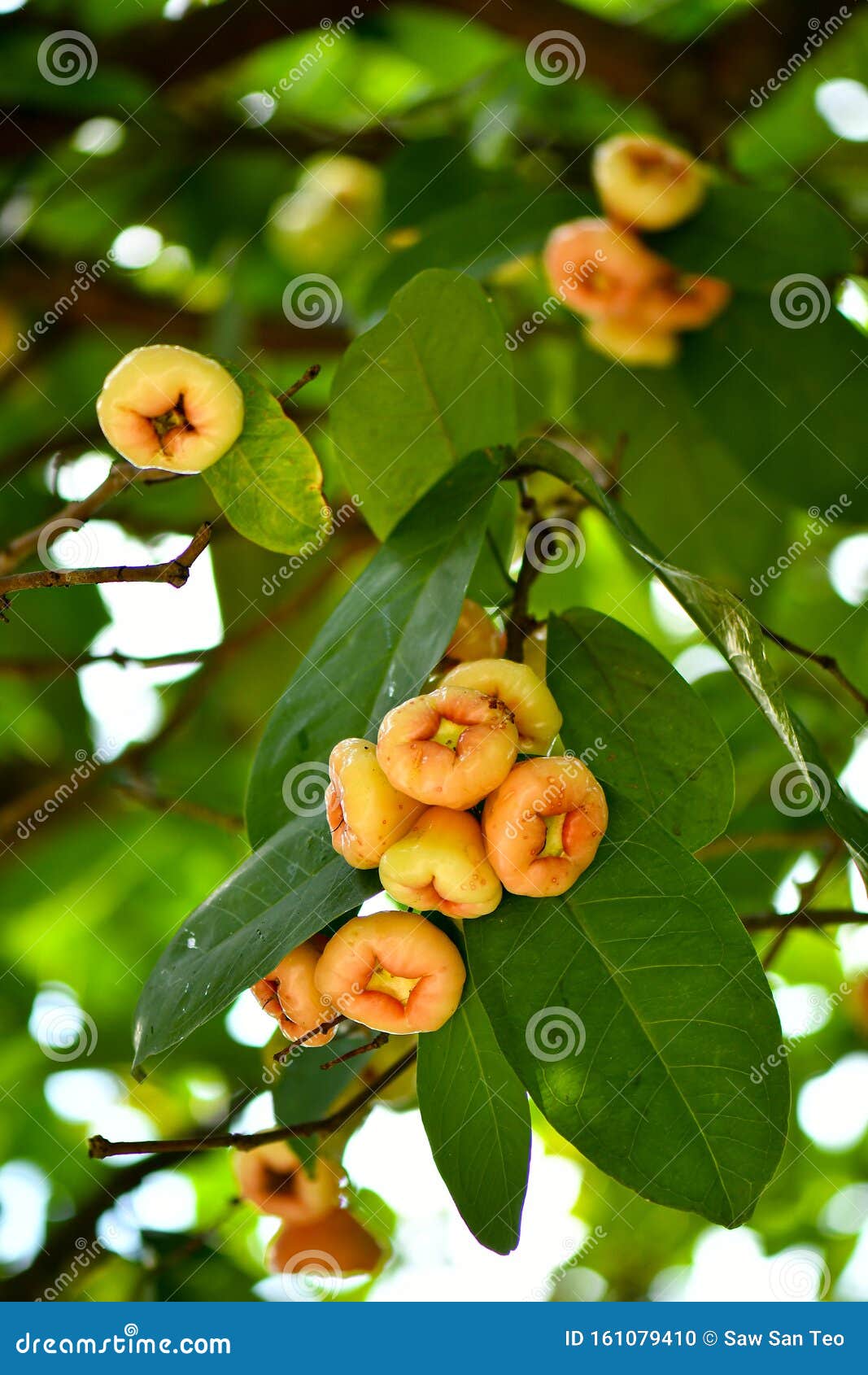 Wax Jambu Fruits Grown on Tree Stock Photo Image of health, nutrition