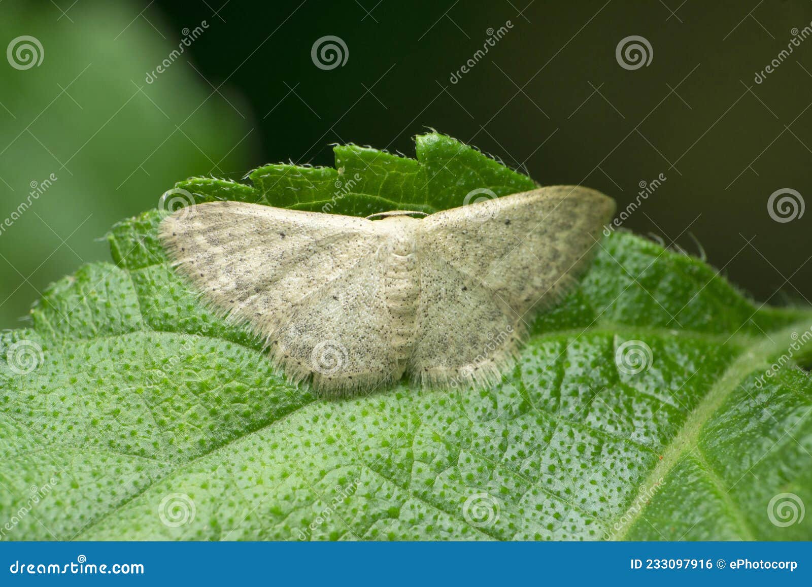 Wax Moth Species at Satara, Maharashtra, Stock Photo Image of mellonella, detail 233097916