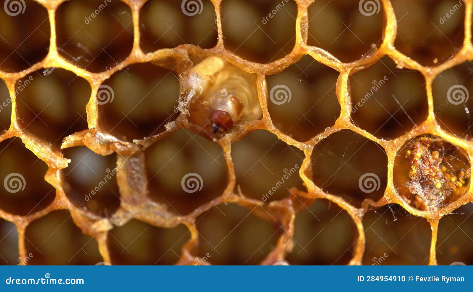 Wax Moths or Bee Moths in Beehives. the Greater and Lesser Wax Moths ...