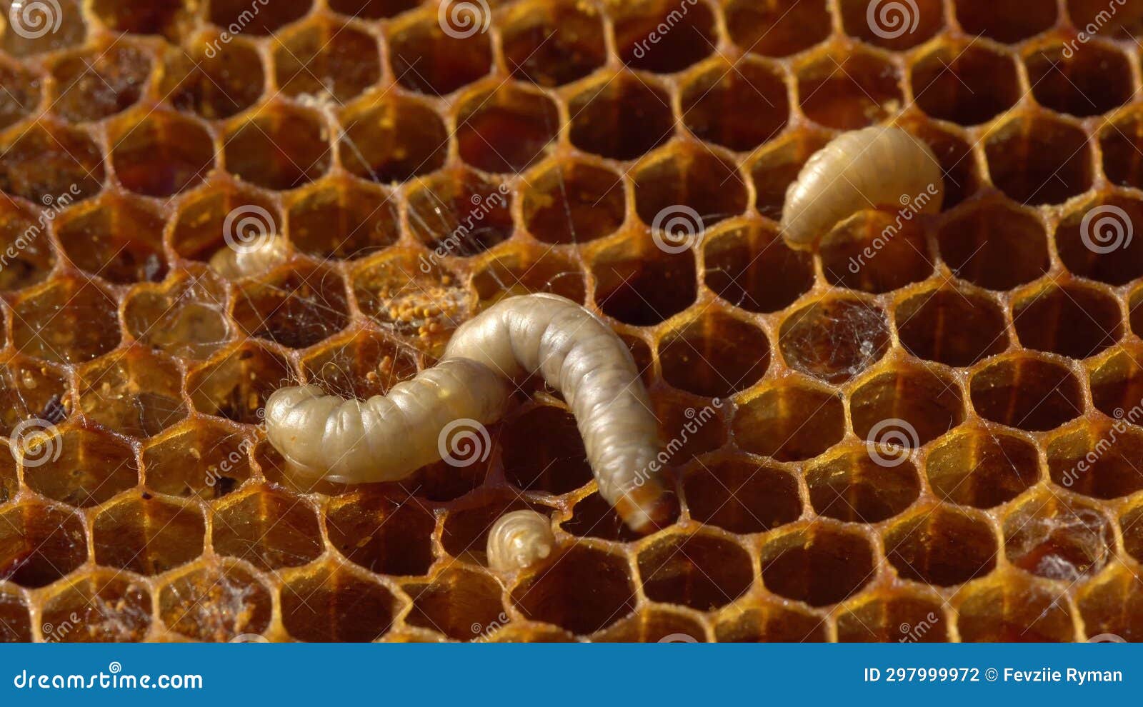 Wax Moths in Beehive. the Larvae or Caterpillar Feed on Beeswax, Stored ...