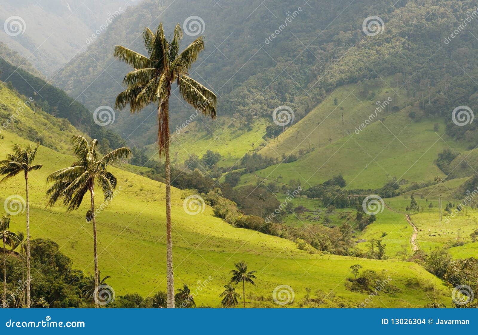 wax palm trees of cocora valley, colombia