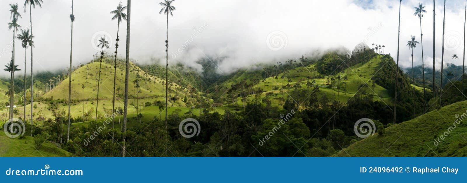 wax palms near salento in colombia