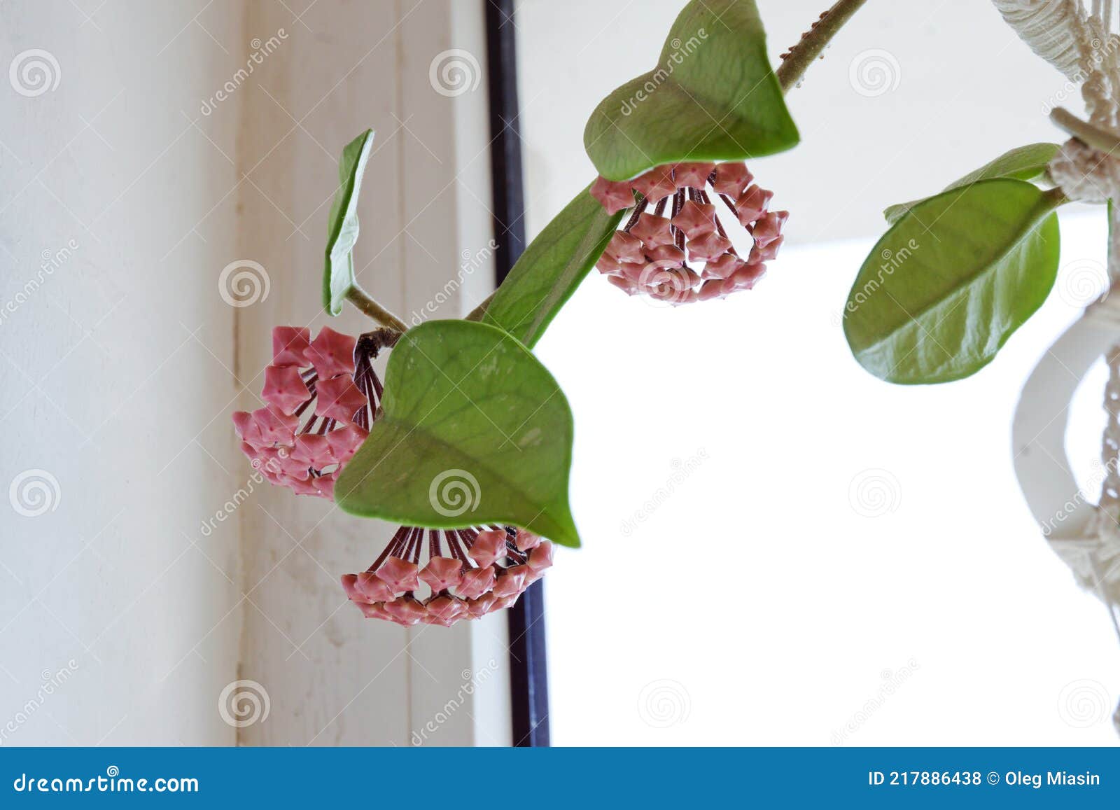 Wax Plant Buds Clusters Closeup Rare Homeflower With Waxy Leaves And