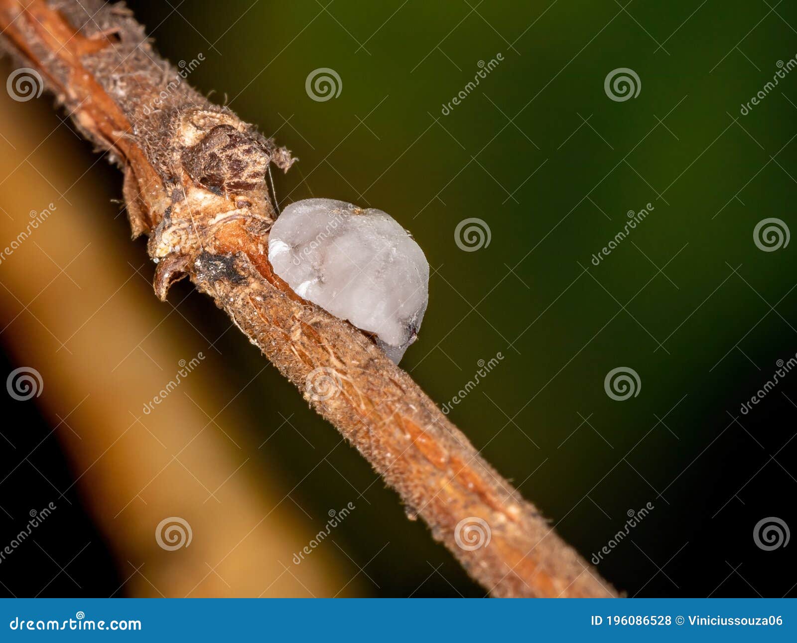 Wax Scale stock photo. Image of mold, coccoidea, biological 196086528