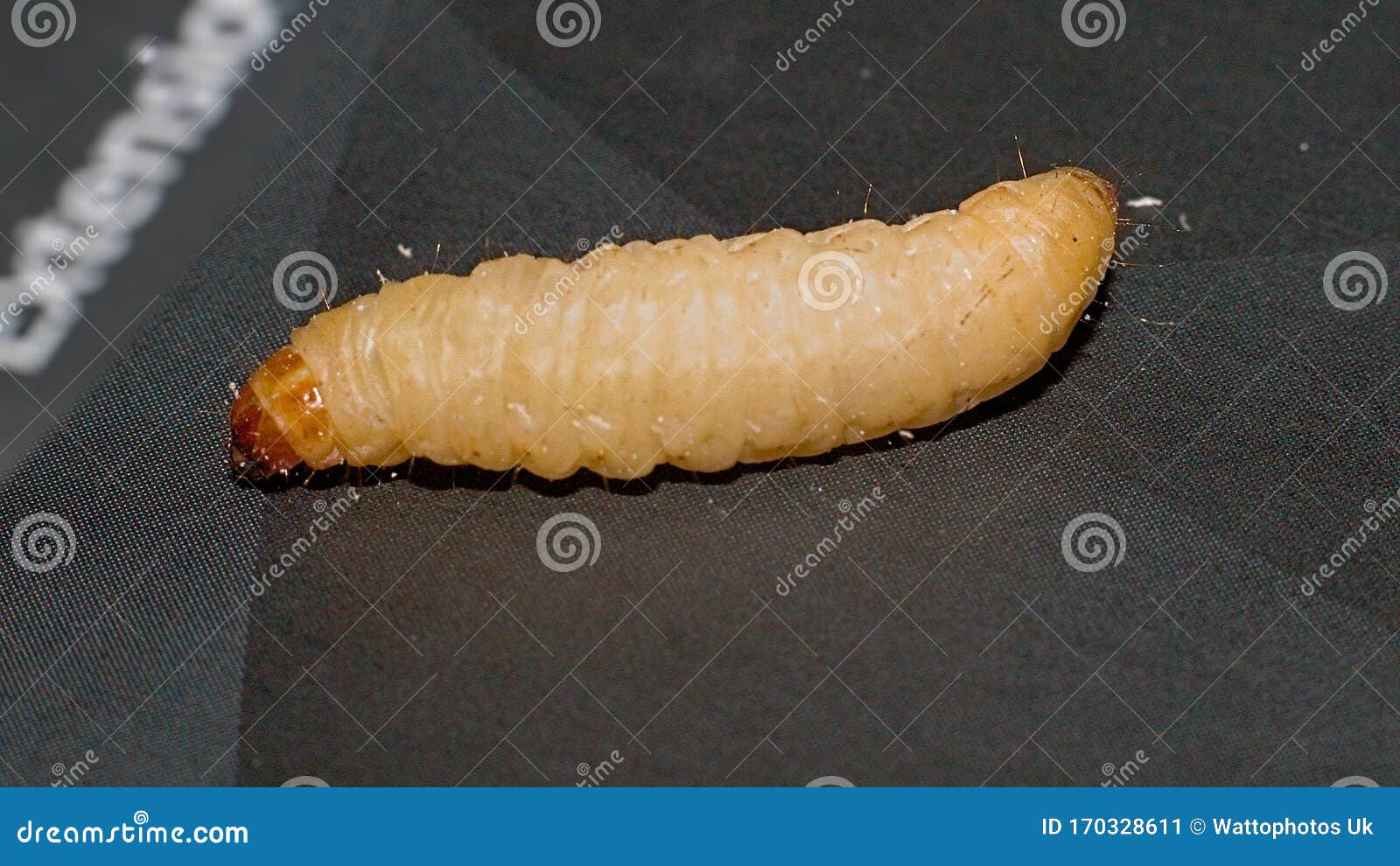 109 Wax Worm Stock Photos - Free & Royalty-Free Stock Photos from Dreamstime