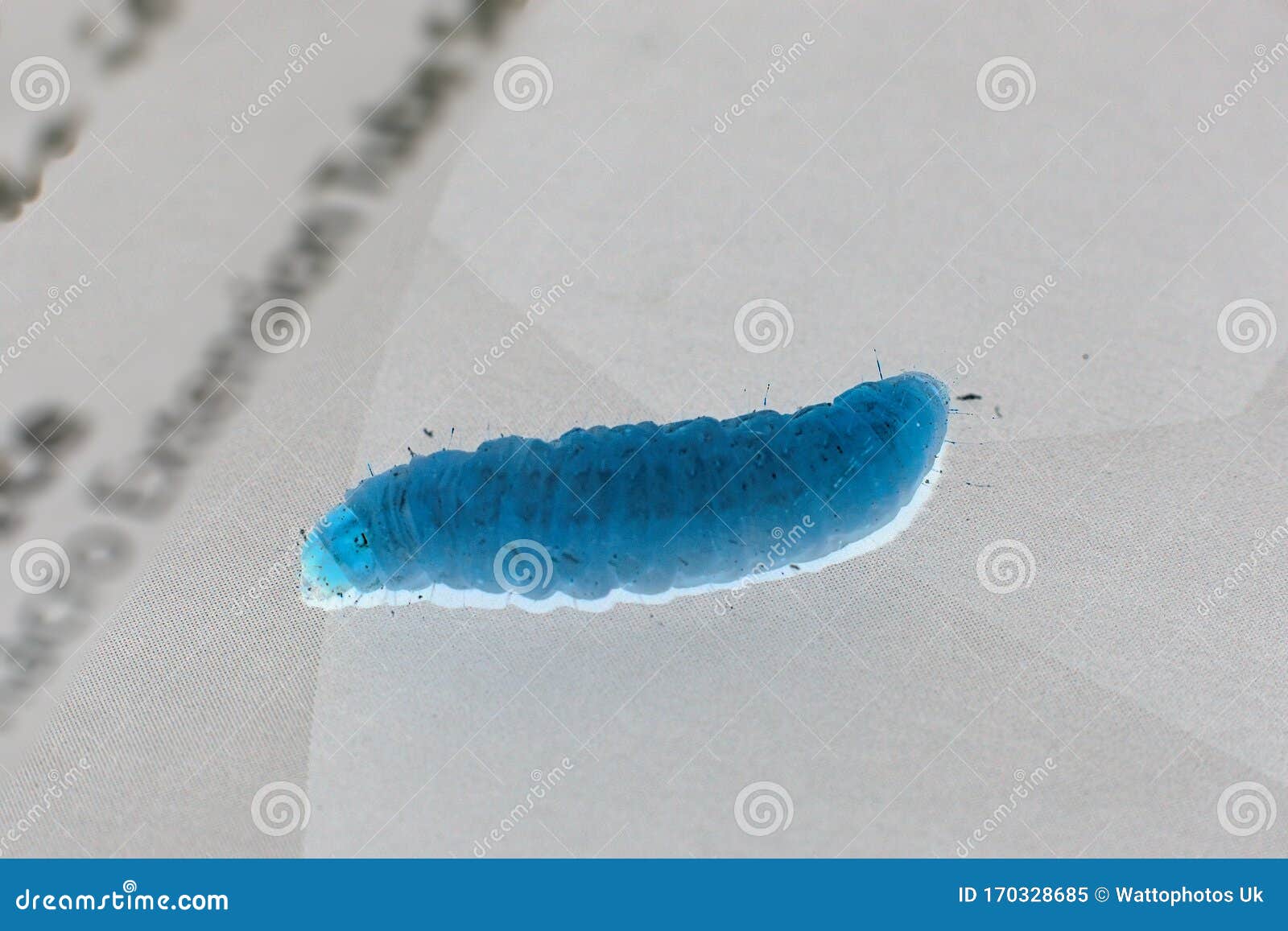 download petco wax worms download petco wax worms