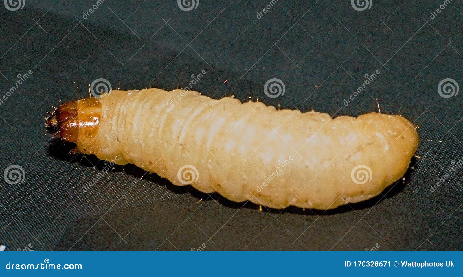 Wax Worm Gecko Lizard Food Up Close View Stock Image - Image of worm, view:  170328671