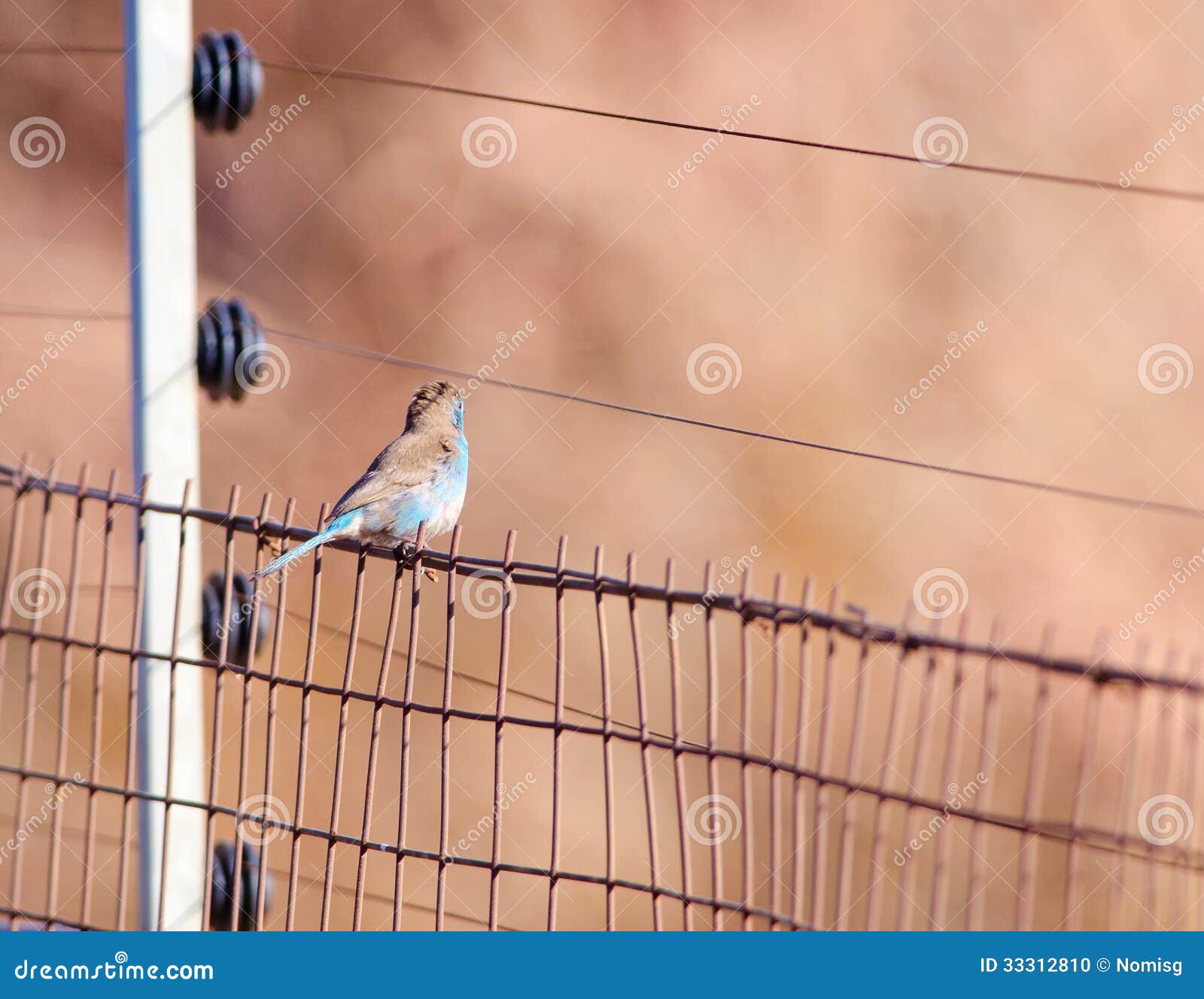Waxbill on the fence stock photo. Image of cordonbleu 33312810