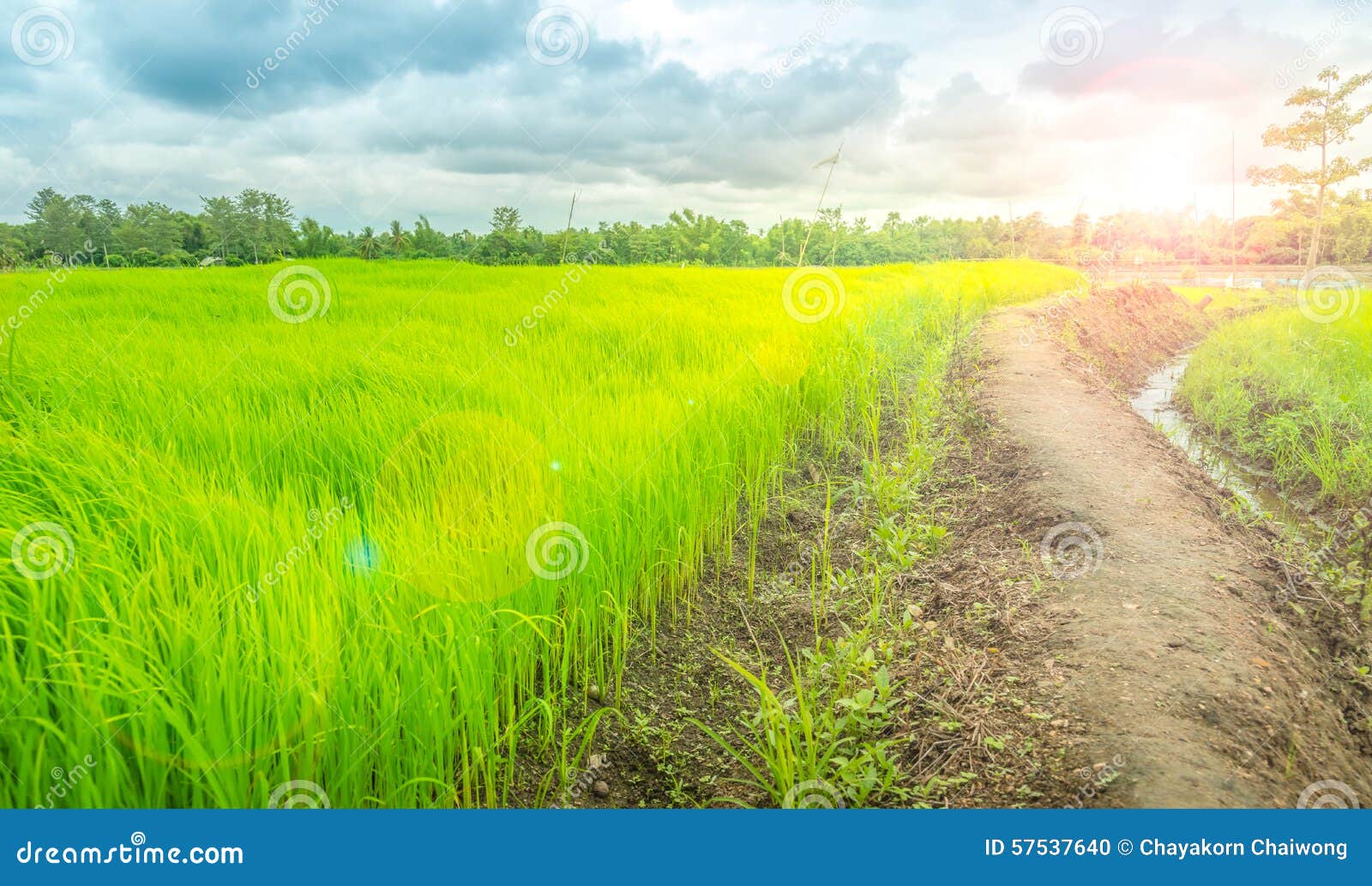 The Way in Green Farm,countryside of Thailand Stock Photo - Image of  ecology, path: 57537640