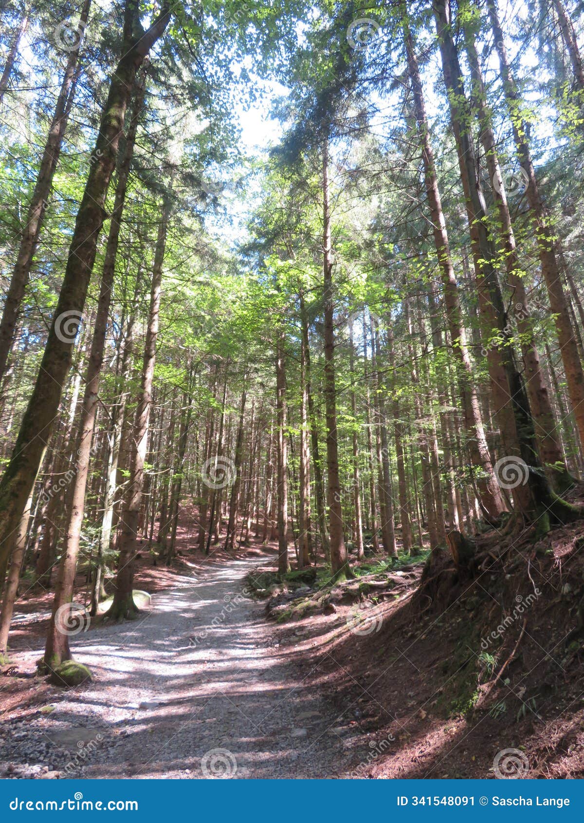 way up to the daffner alm