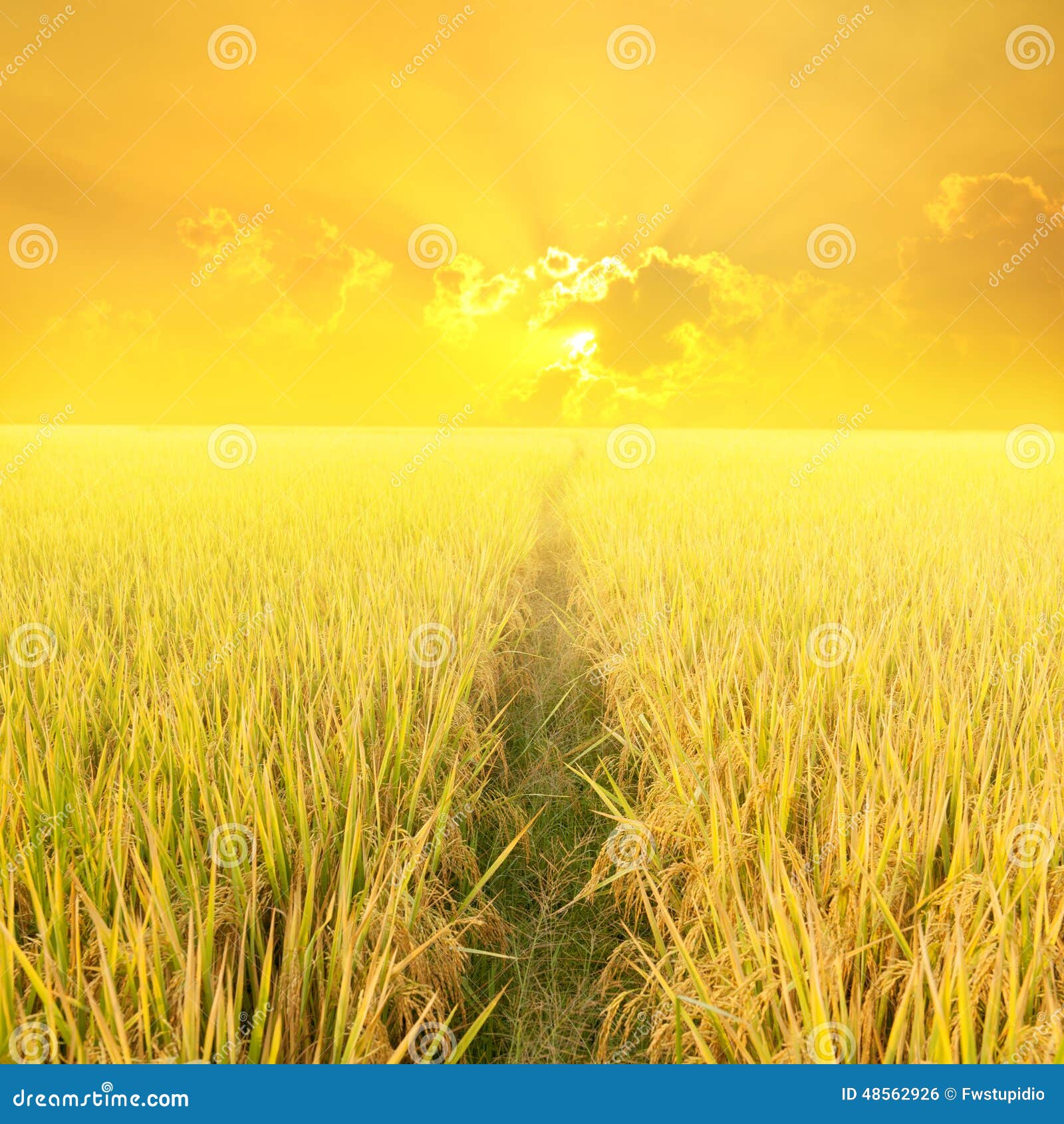 Way In Yellow Rice Field And Sunset For Background Stock Photo 48562926 -  Megapixl