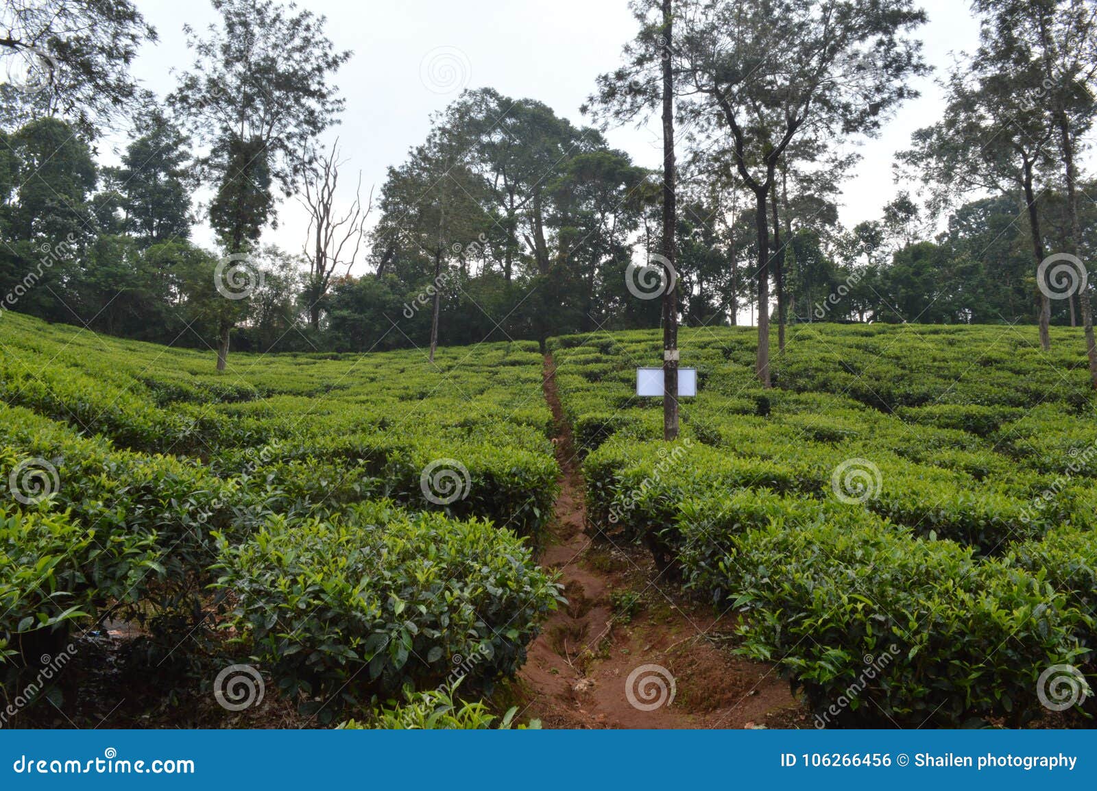 Wayanad Tea Estate , Kerala, India Stock Photo Image of paddy