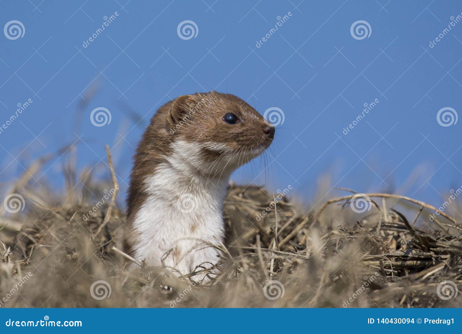 Download Weasel Mustela erminea stock photo. Image of mammals - 140430094