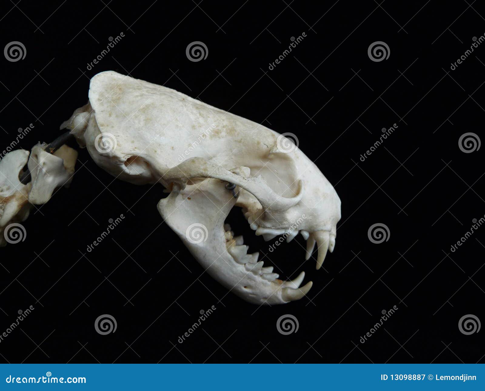 Weasel skull stock image. Image of animal, dead, polecat - 13098887, image size:1600x1290