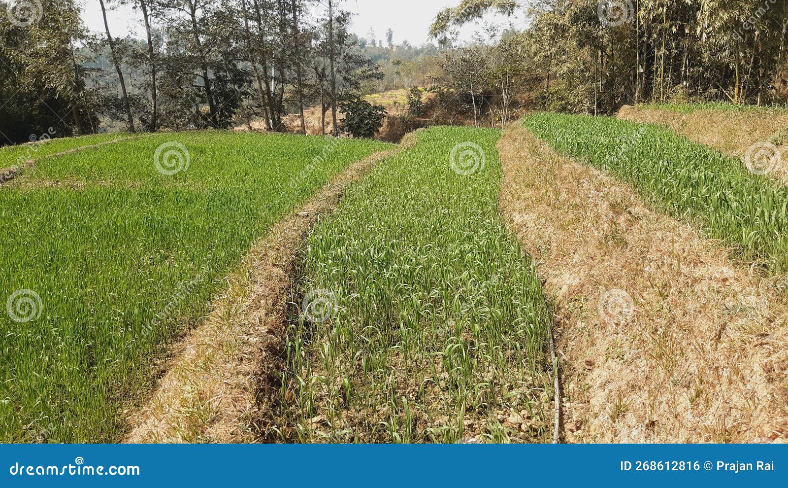 weat fields waet farming in nepal