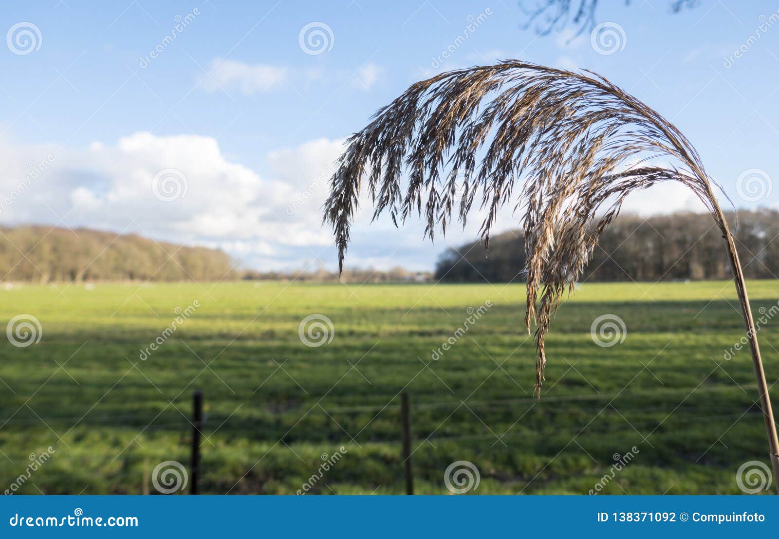 weat grass in the field