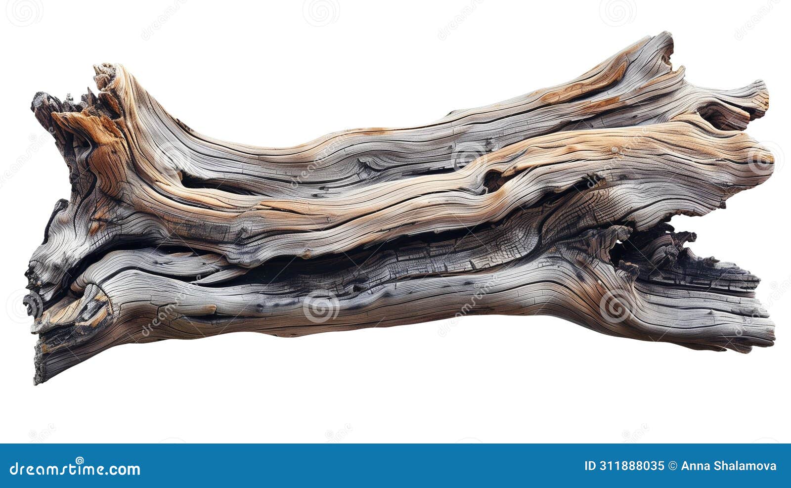 weathered driftwood texture  on white background.