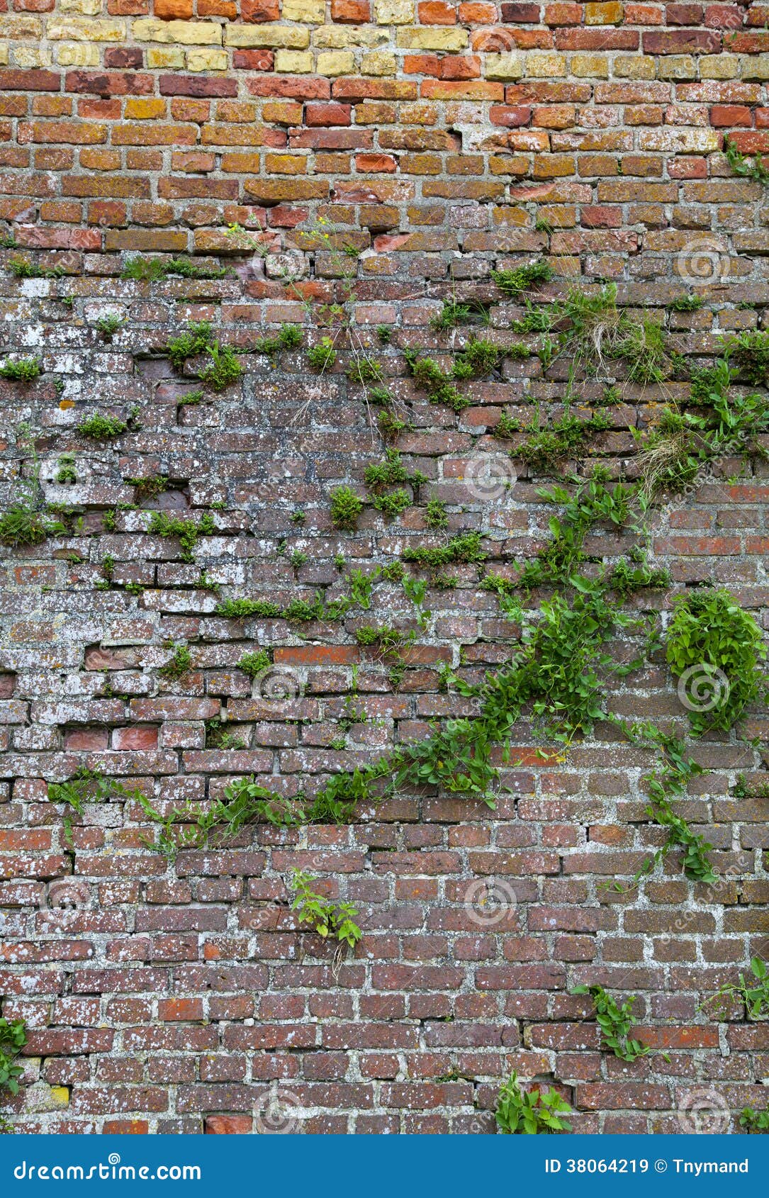 Weathered Red Brick Wall with Plants Growing on it Stock Image Image