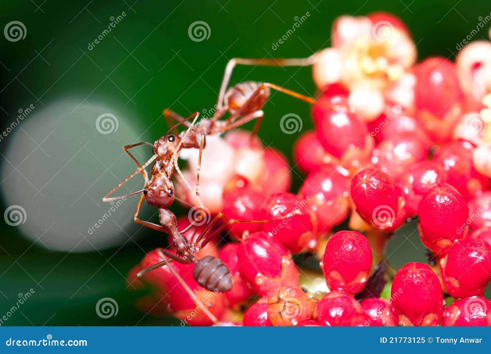 Weaver Ant Feeding stock image. Image of nature, insect 21773125