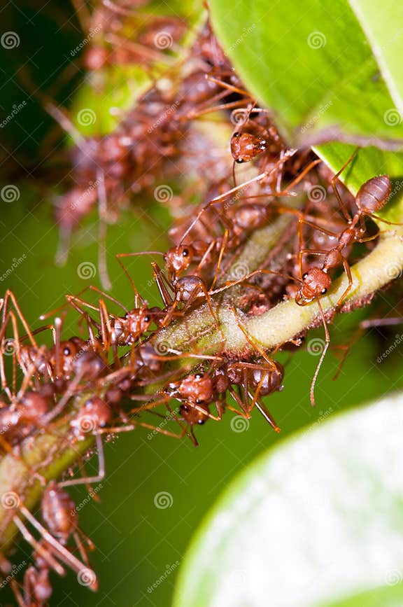 Weaver Ants Colony stock photo. Image of colonization 14008208