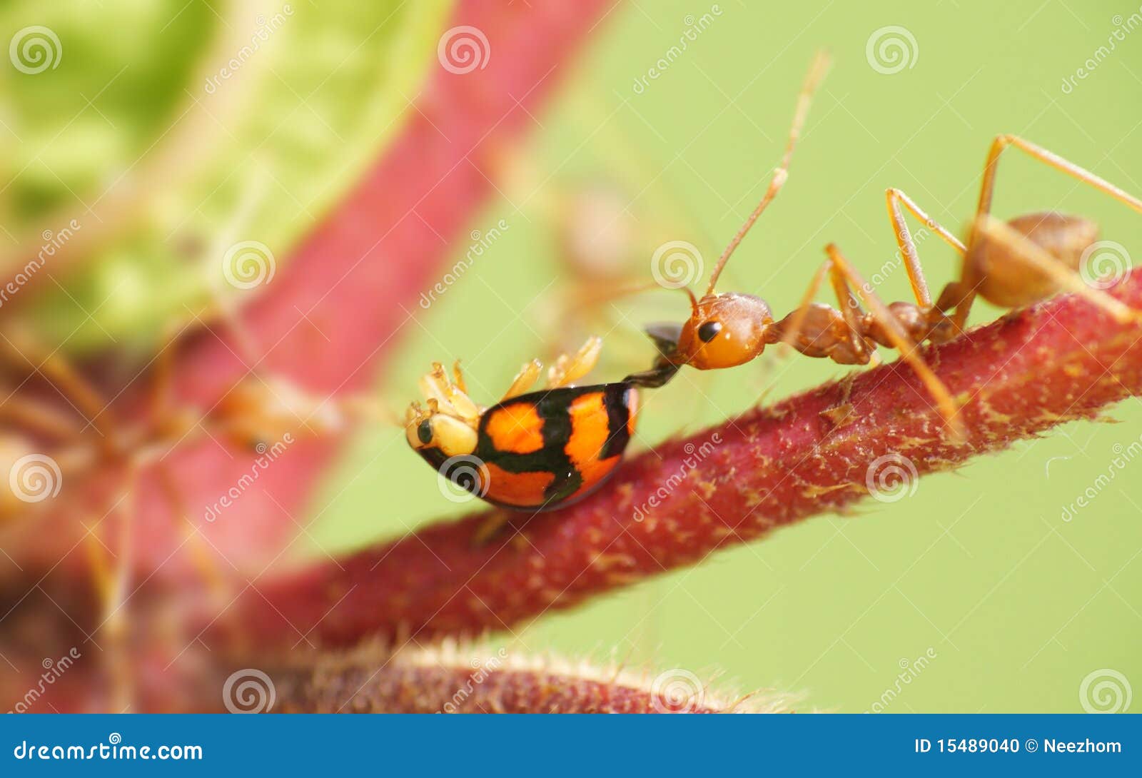 Weaver ants eat ladybug stock photo. Image of dead, weaver 15489040