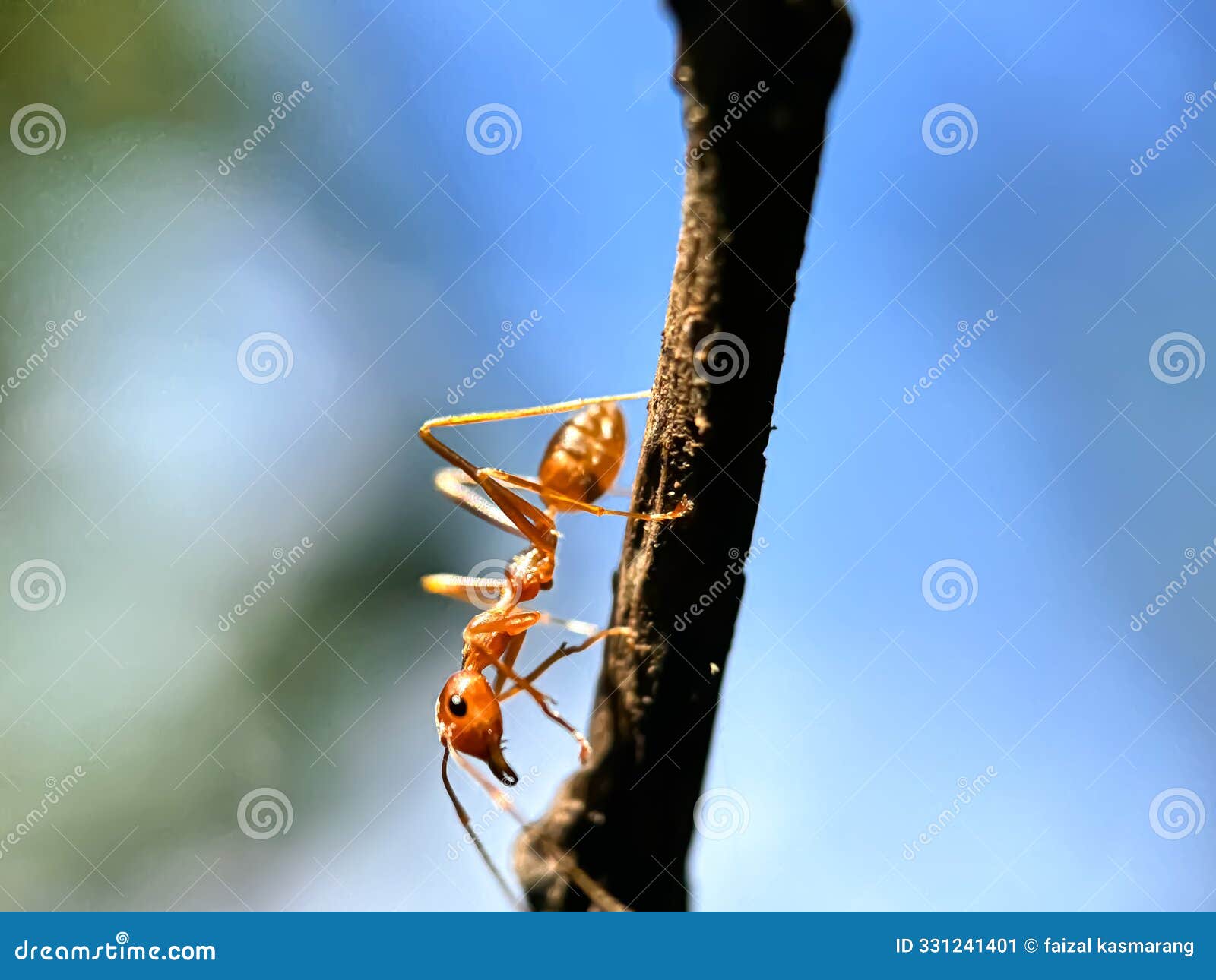 close up of weaver ant (oecophylla smaragdina)