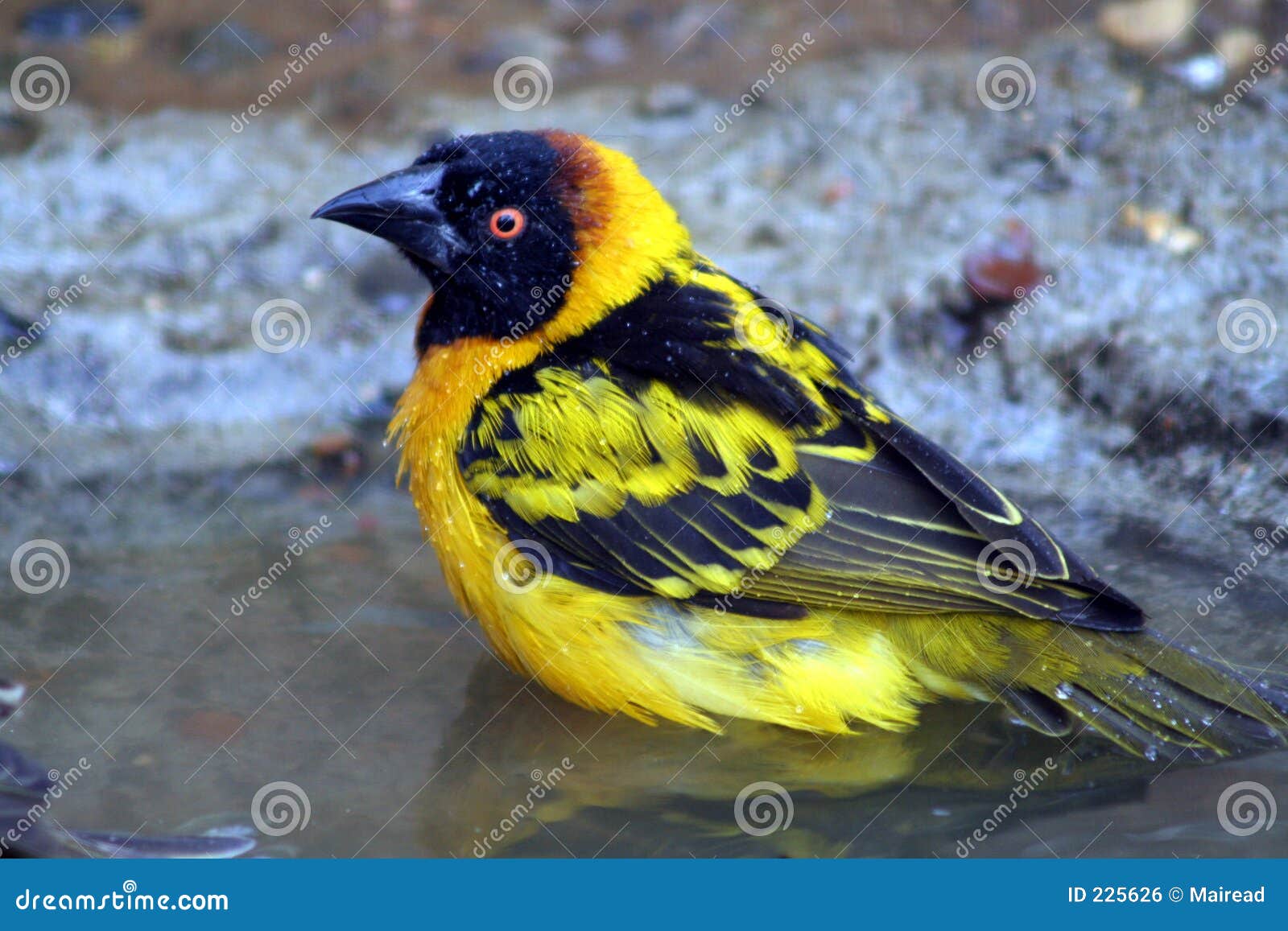 Weaver Bird Royalty Free Stock Image Image 225626 Weaver Bird Royalty Free Stock Image Image 225626