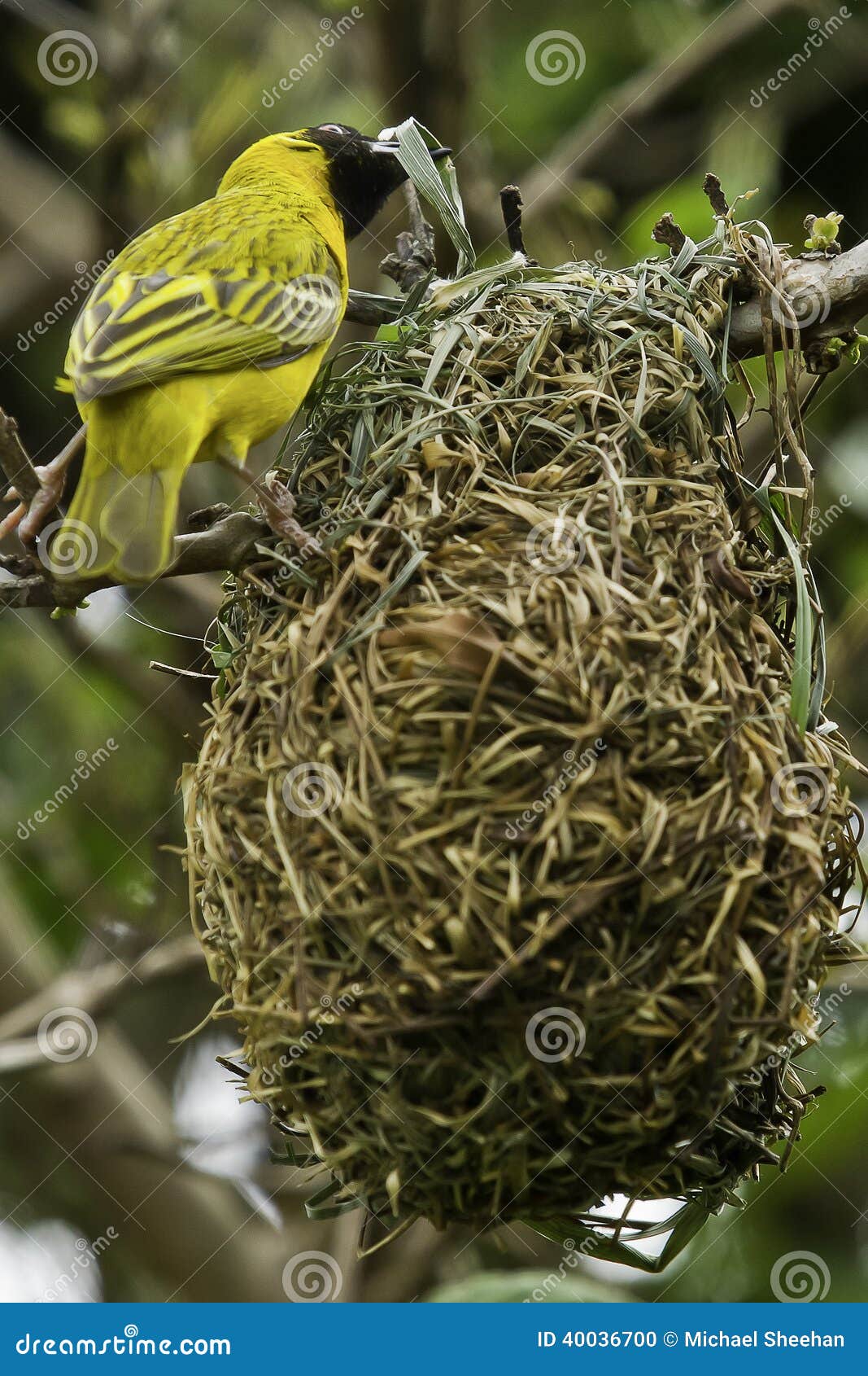 Weaver Bird Building A Nest Stock Photo Image 40036700