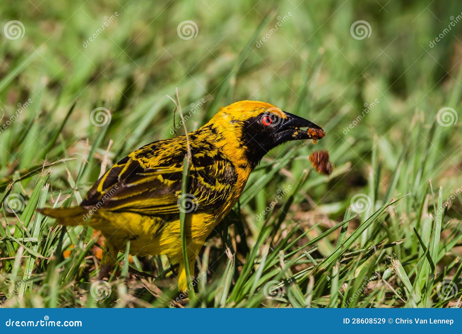 Weaver Bird Feeding stock image. Image of close, bird 28608529