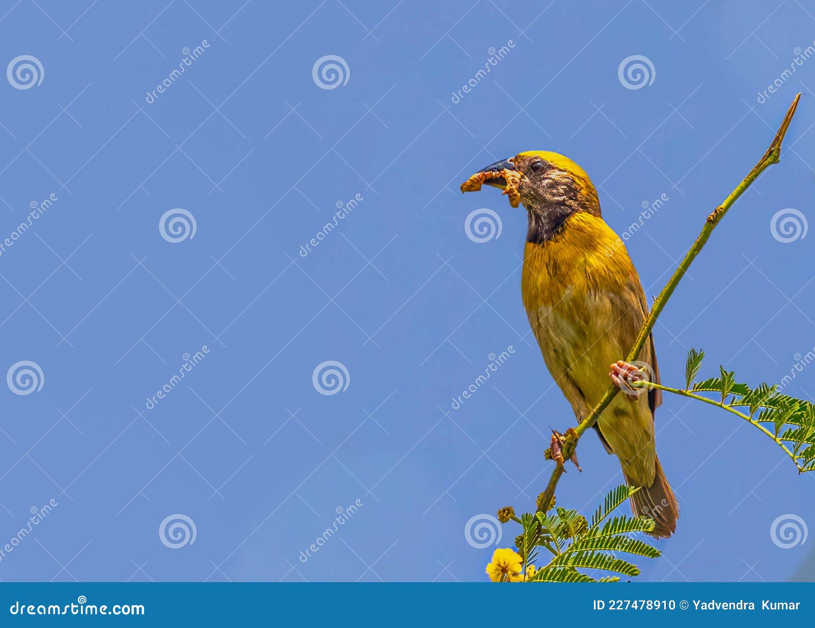 Weaver Bird with Food for Its Kid Stock Photo Image of bird