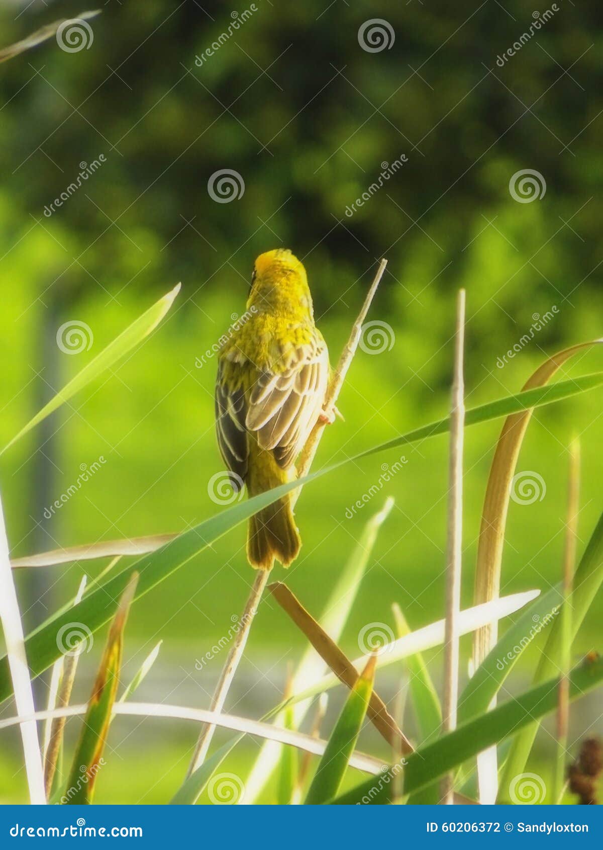 Weaver bird in reeds stock photo. Image of african, velatus 60206372