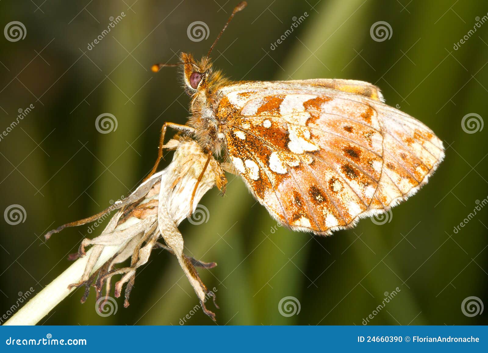 weaver's fritillary butterfly / boloria d