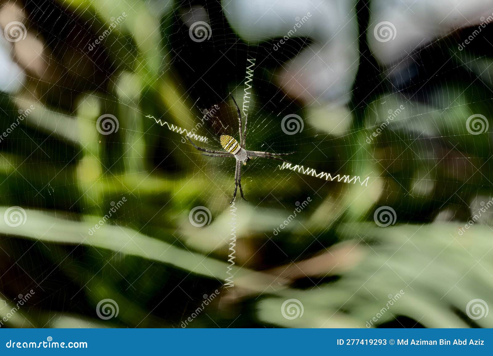 the weaver spider builders of spiral wheel-d webs