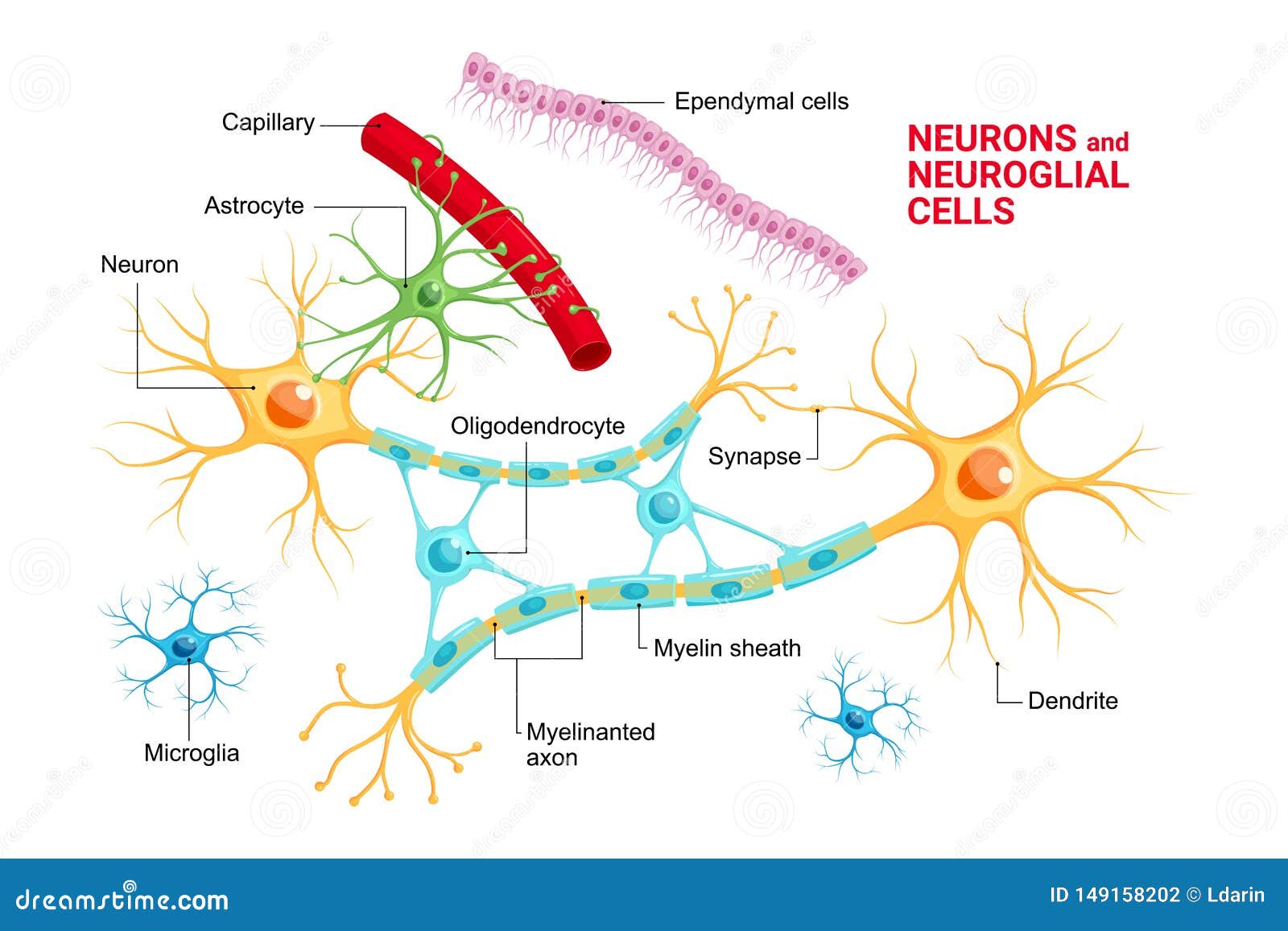 Astrocyte Structure. Nerve Cell. Infographics. Vector Illustration On