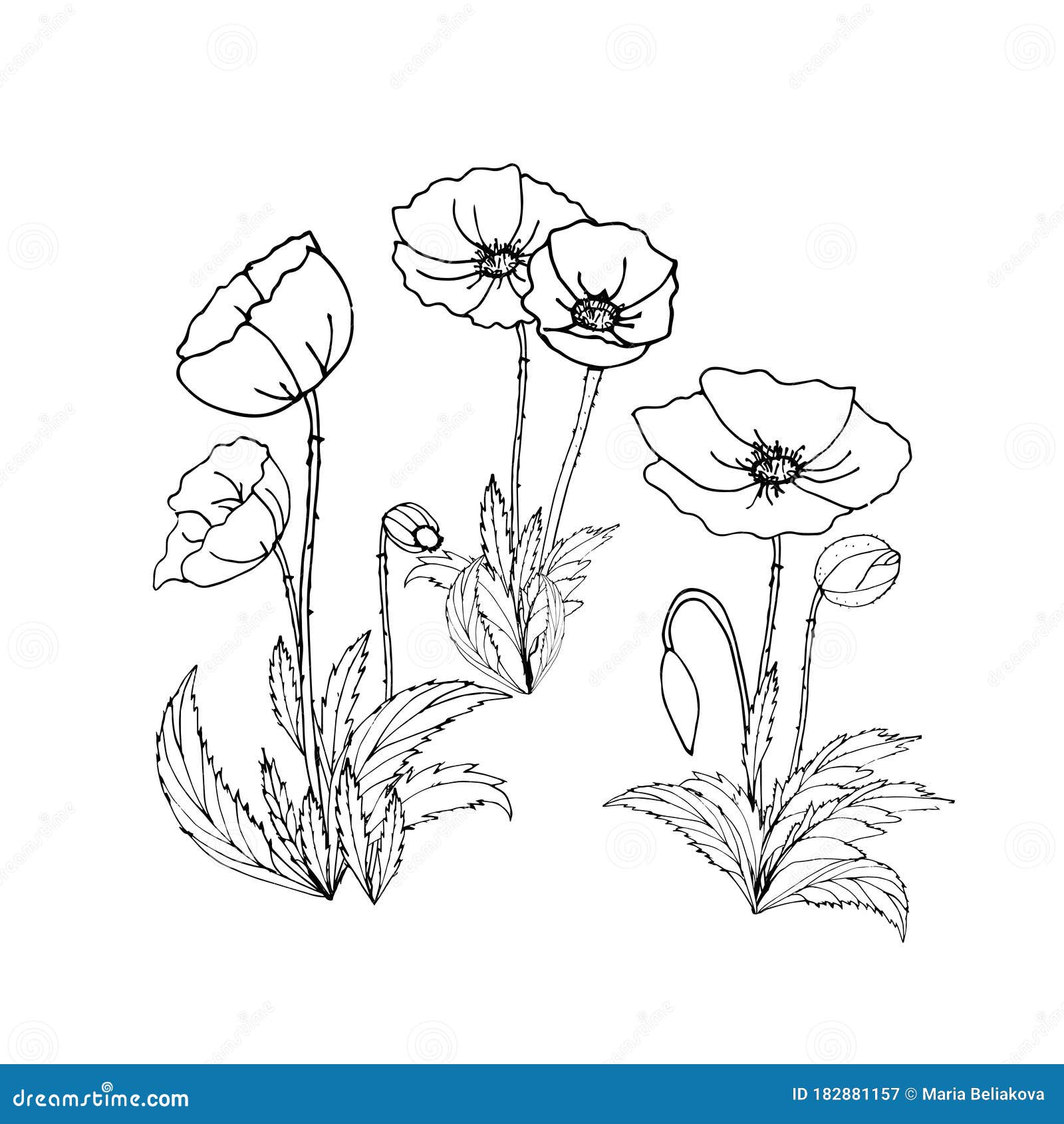 Coloring. Pencil-drawn Poppies. Botanical Drawing of Poppies, Buds ...