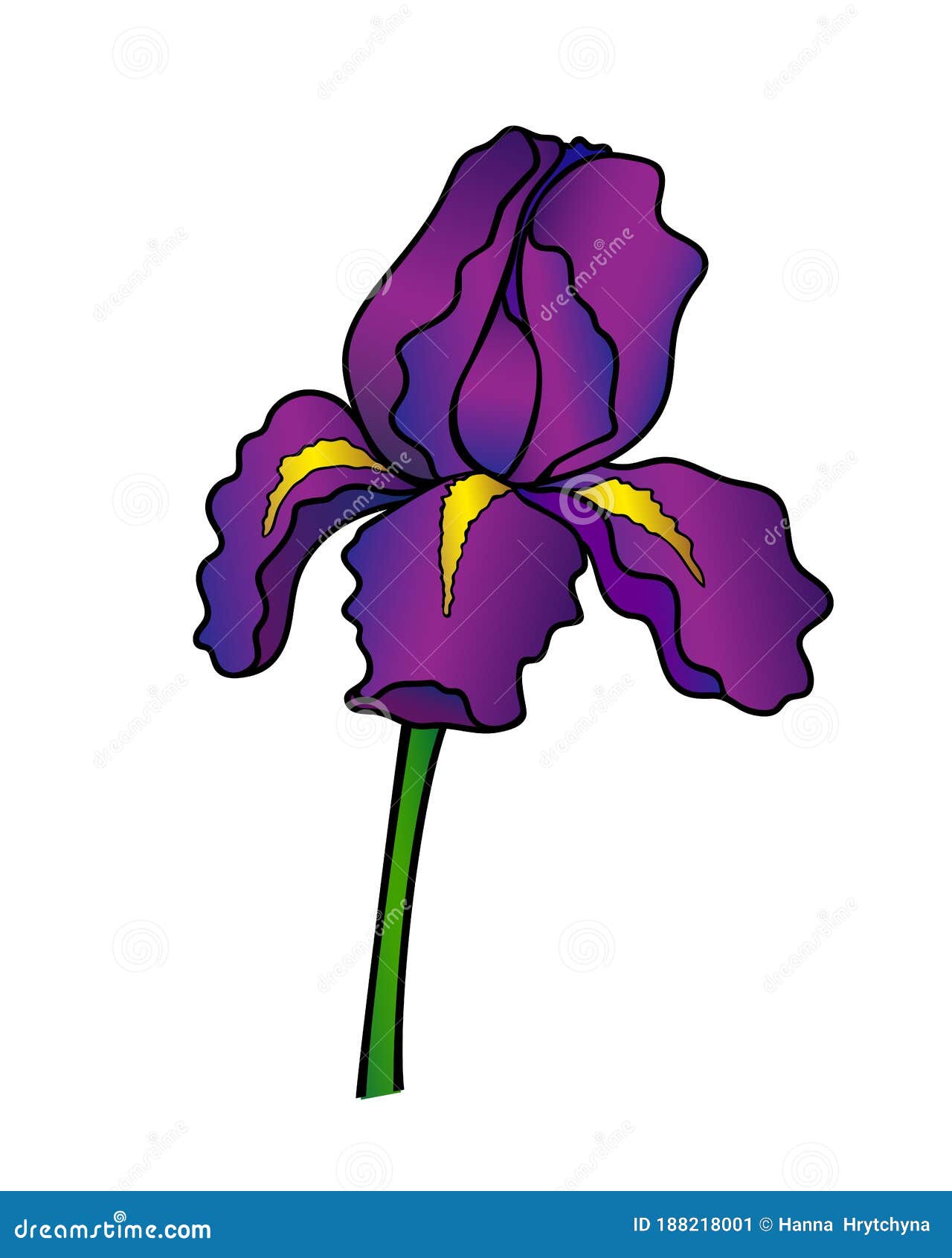Purple Iris Flower Vector Full Color Picture. Iris is a Garden Plant