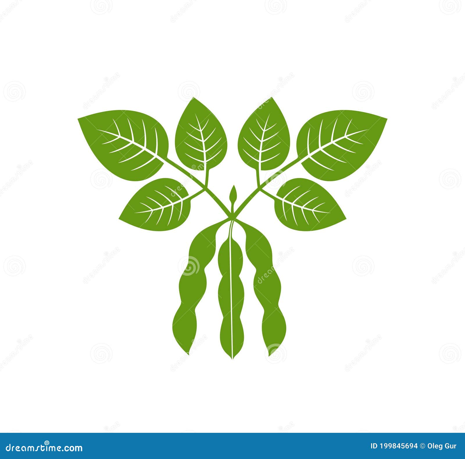 Soybean Plant Growth Stages Infographic Elements. Growing Process Of Soya Beans From Seeds