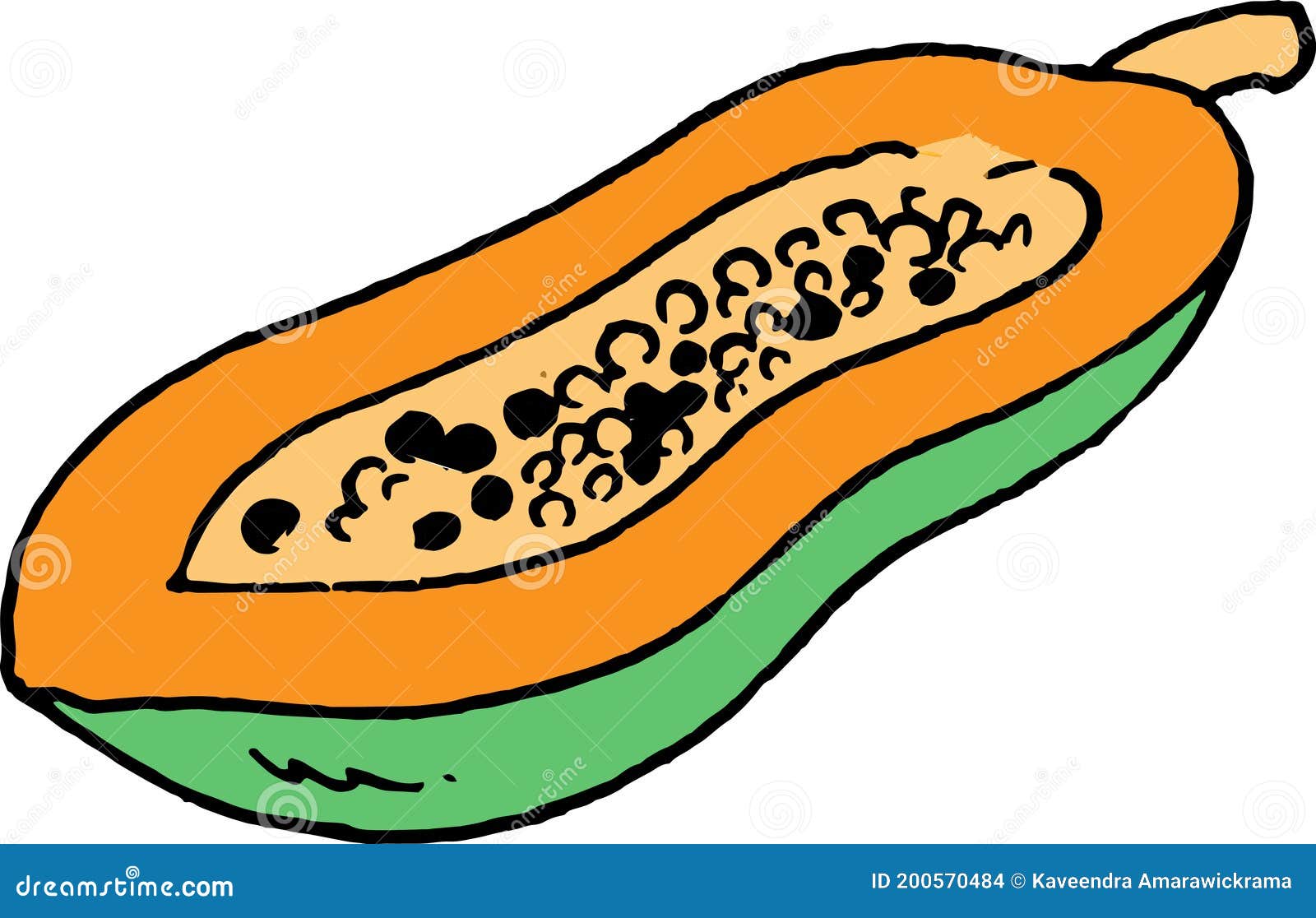 Papaya Illustration Design on White Stock Vector Illustration of