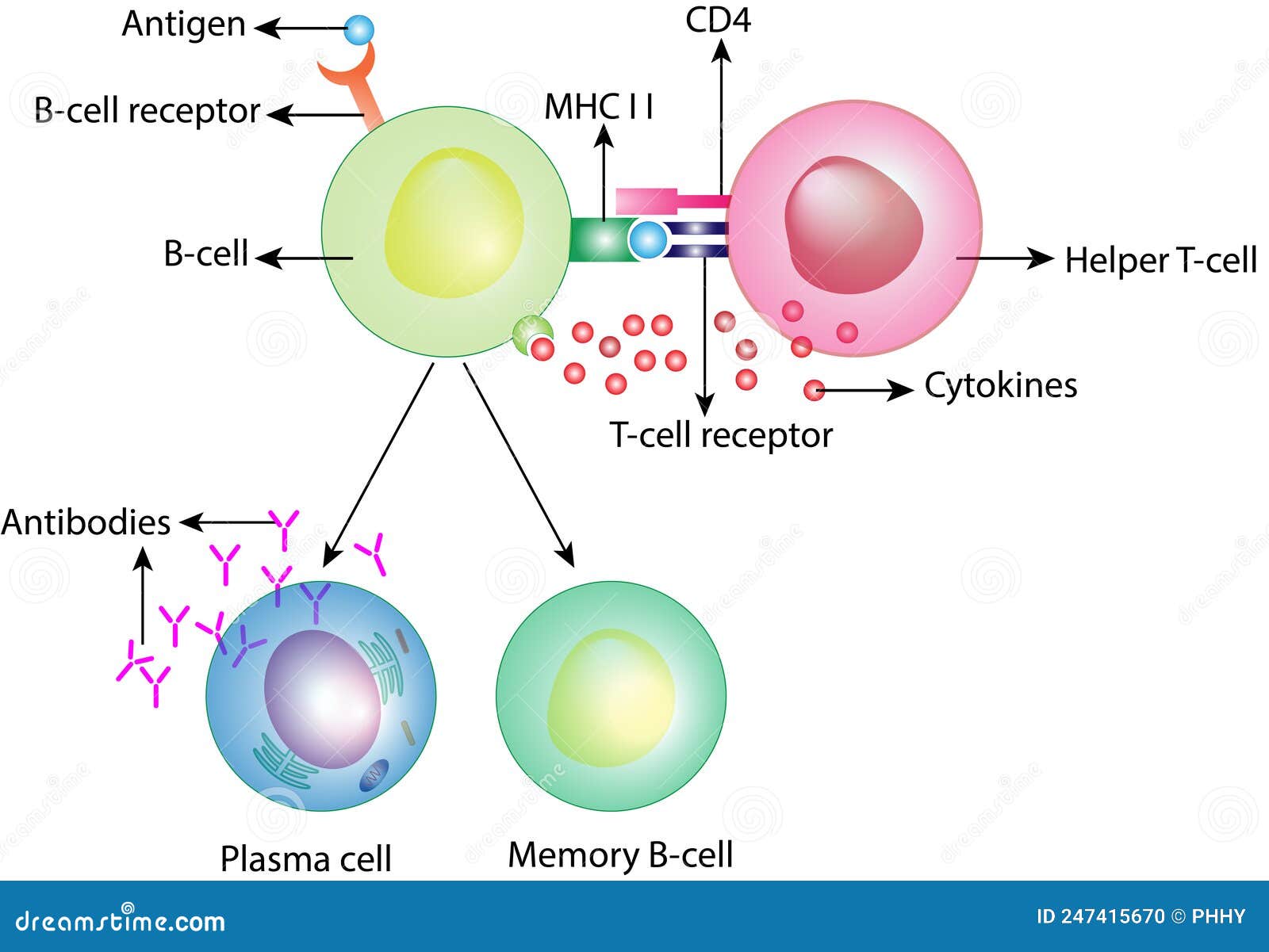 Steam cell plasma фото 77