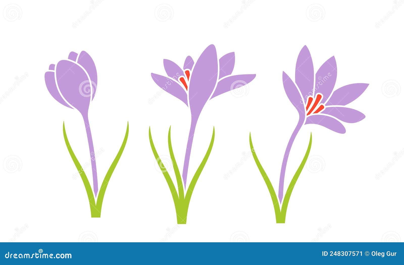Saffron Flower Vector Drawing. Hand Drawn Herb And Food Spice