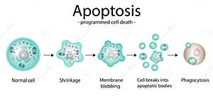 Apoptosis Programmed Cell Death Stock Vector Illustration Of 