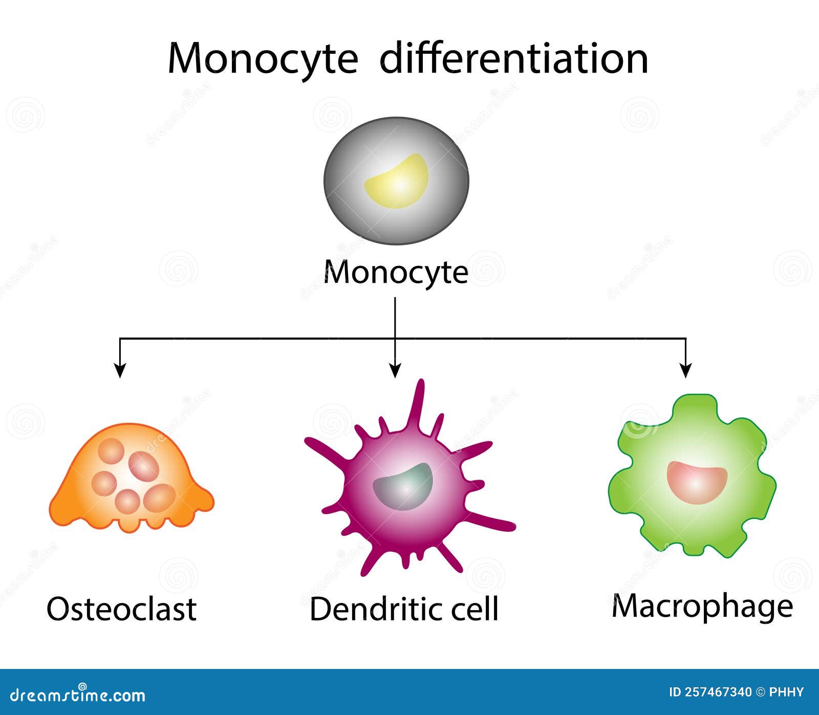 monocyte differentiation. dendritic cell, osteoclast and macrophage.
